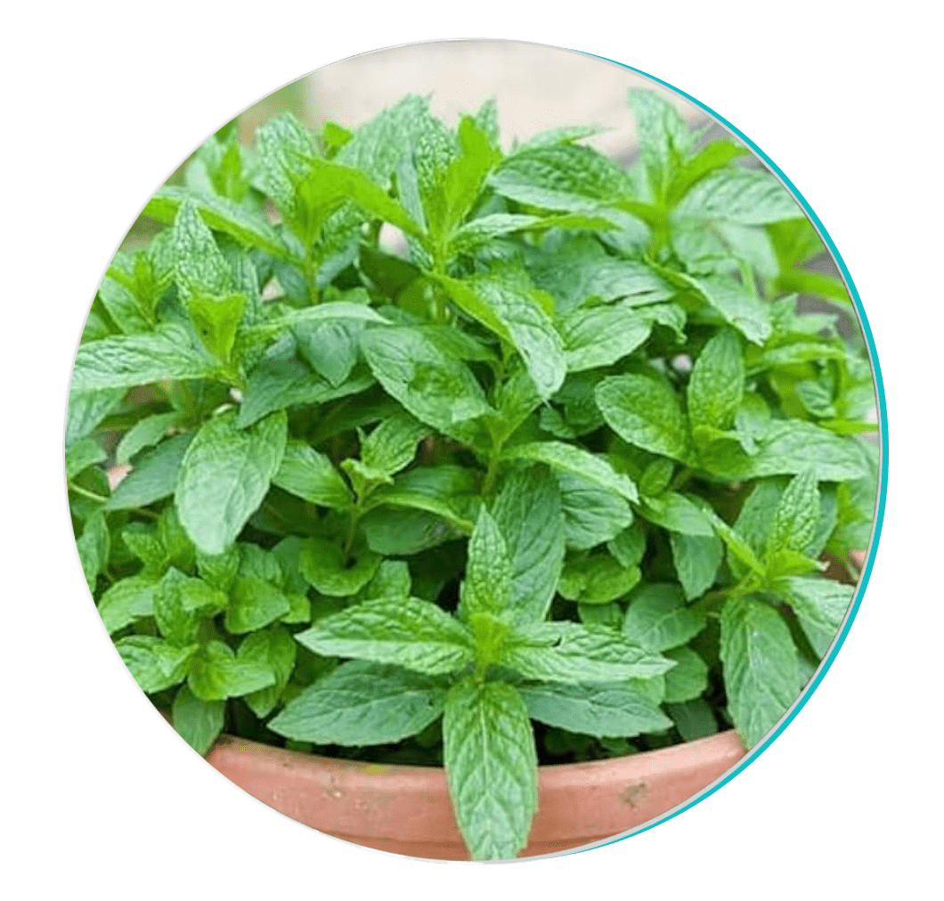 BioDentex ingredient Peppermint