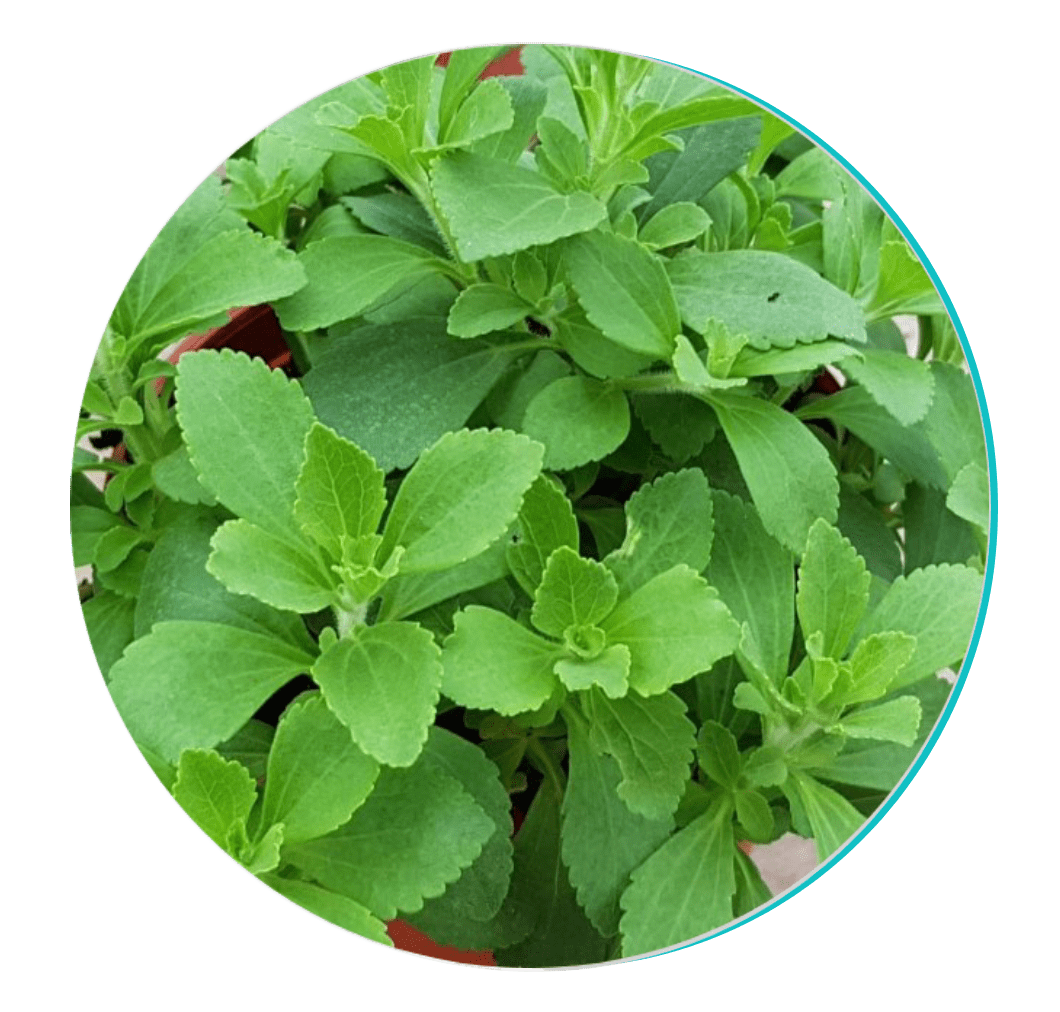 BioDentex ingredient Stevia
